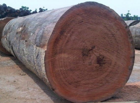 Mahogany Wood African Timber Suppliers Worldwide